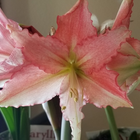 Meet your Posher, Shannon - Picture 2 of 3